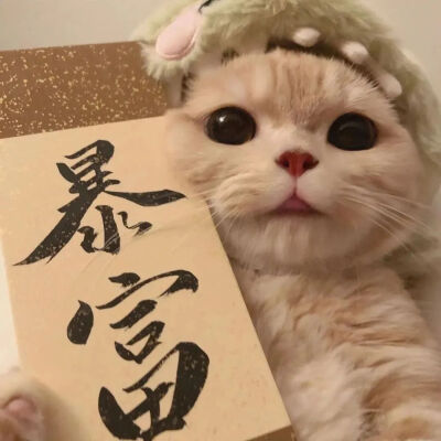 猫猫情头