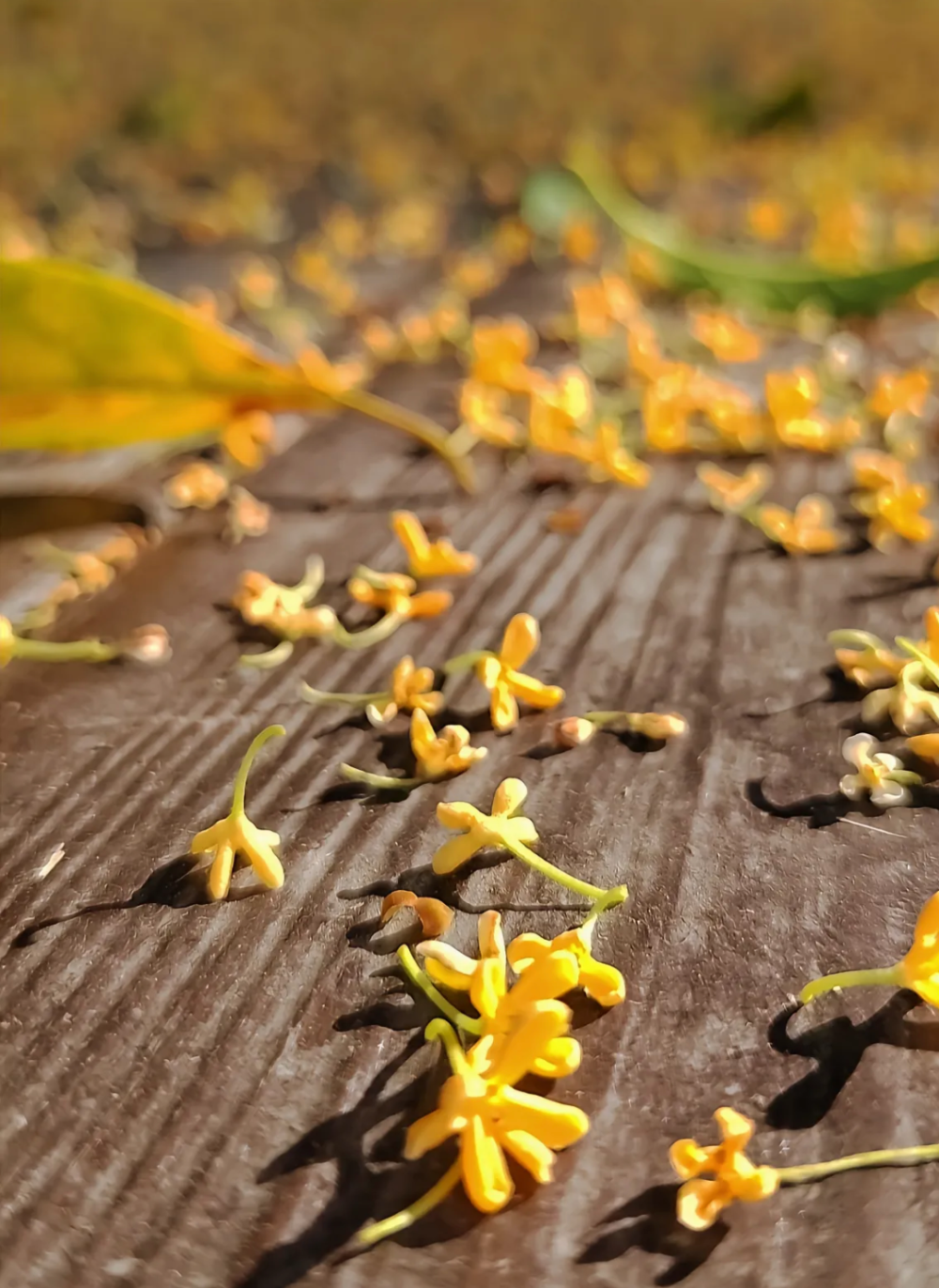 花的氛围感