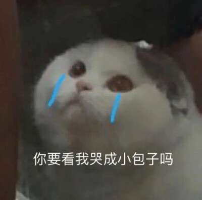 小猫咪表情包