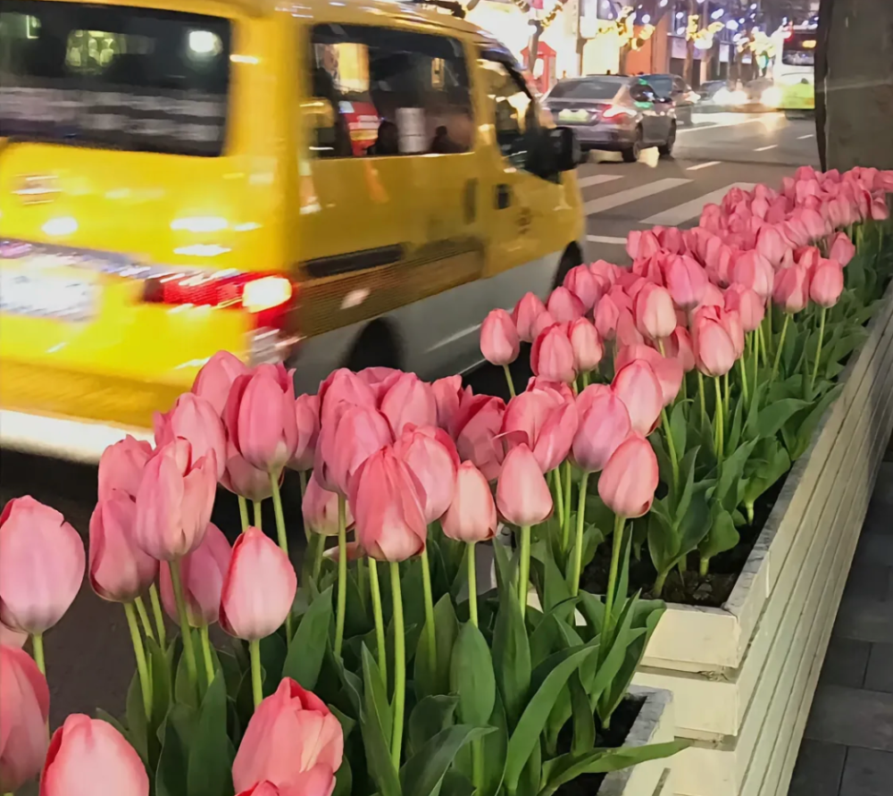 花的氛围感