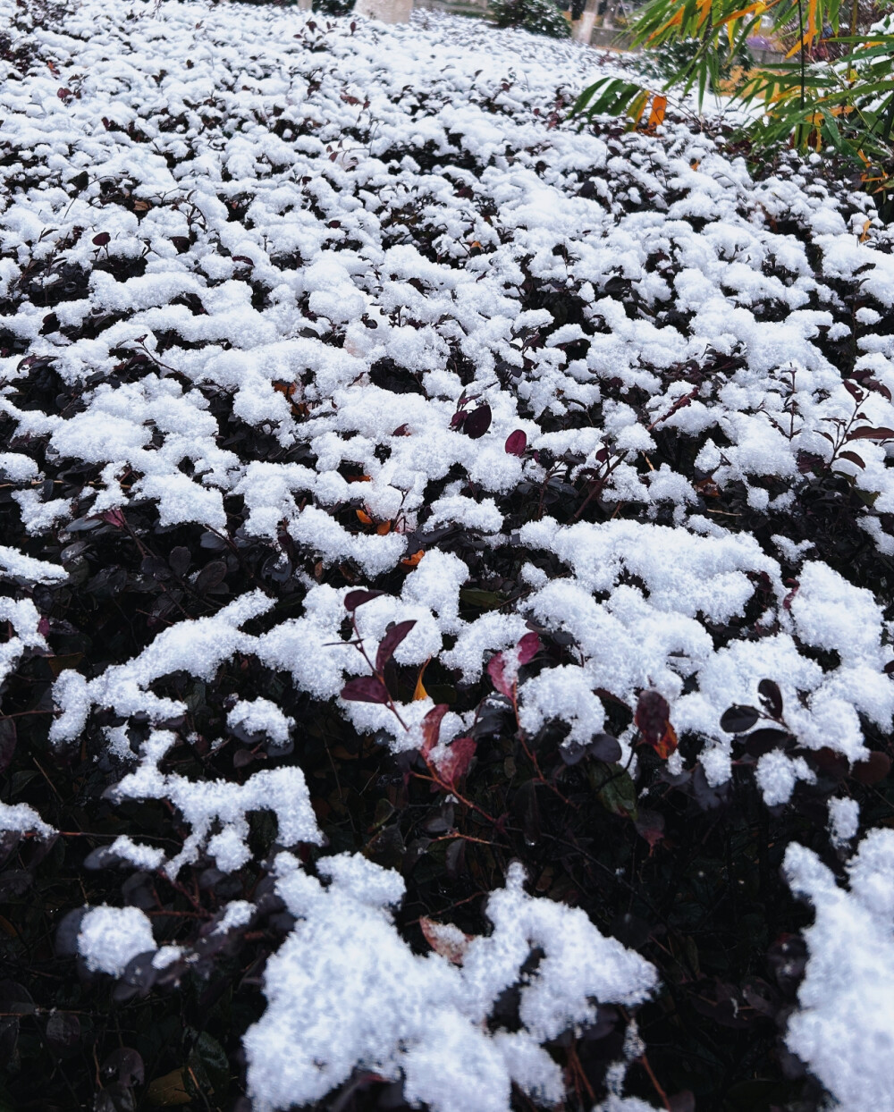 张万森，下雪了