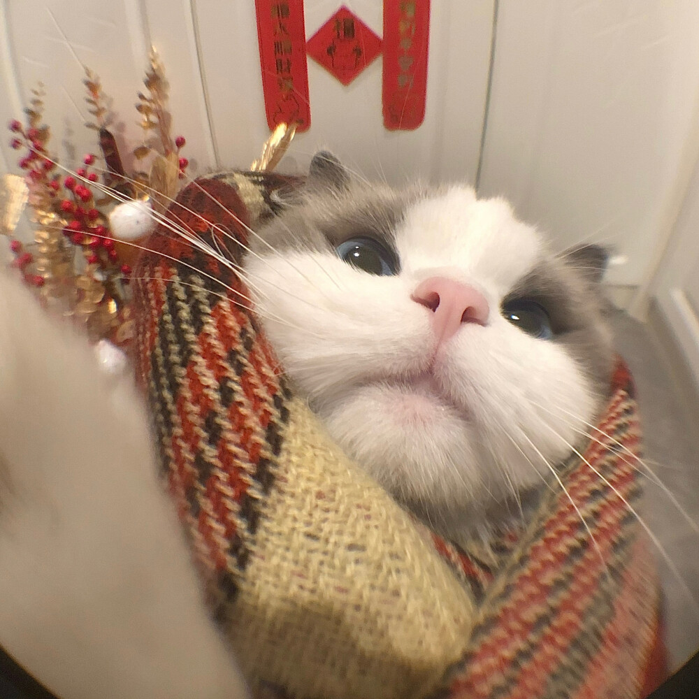 巨可爱猫咪自拍头像圣诞春节都可以用氛围感十足猫咪情