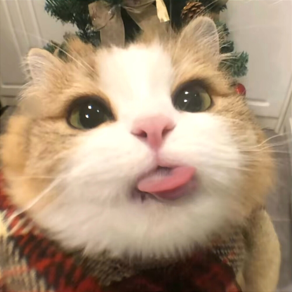 巨可爱猫咪自拍头像圣诞春节都可以用氛围感十足猫咪情侣头像高颜值