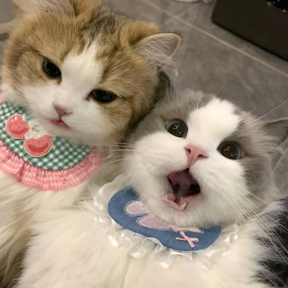 巨可爱猫咪自拍头像圣诞春节都可以用氛围感十足猫咪情