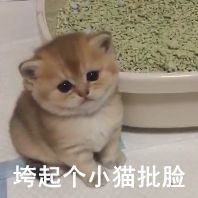 萌宠，猫猫动图表情包