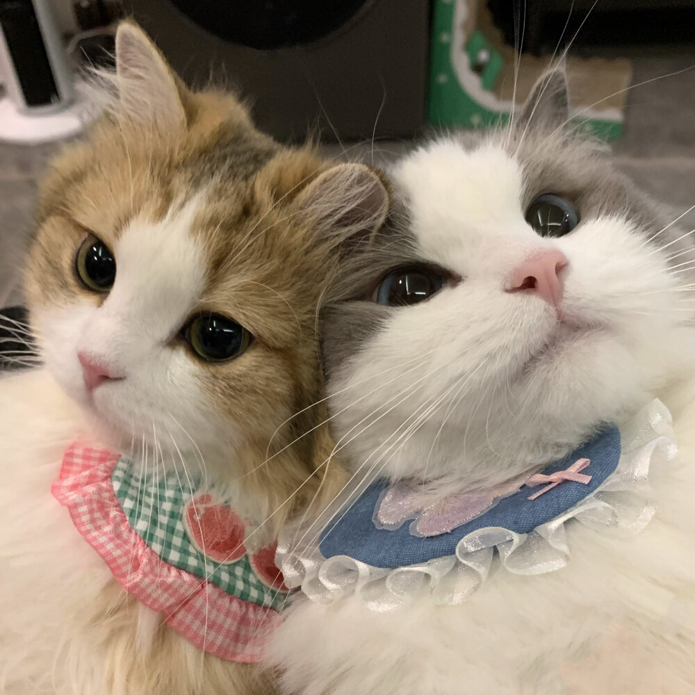 巨可爱猫咪自拍头像圣诞春节都可以用氛围感十足猫咪情侣头像高颜值