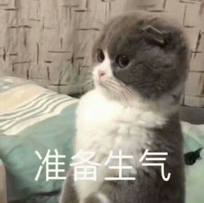 萌宠，猫猫动图表情包