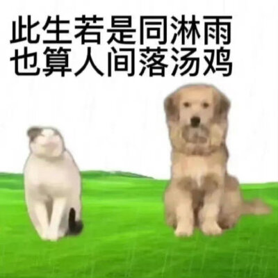 发疯表情包