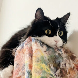 猫咪头像
