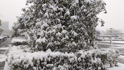 吉安冬韵：雪景美如画 风光无限美