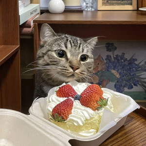 猫咪头像
