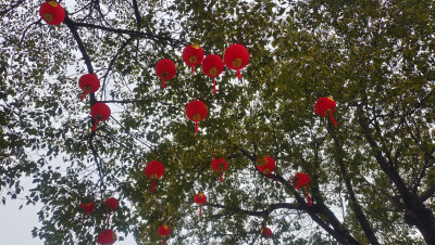 树上挂满小小红灯笼 非常喜庆！