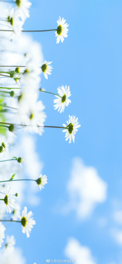 我把秘密告诉了花 花香吹遍了整个山谷 ​
摄影师@青空的时光口袋