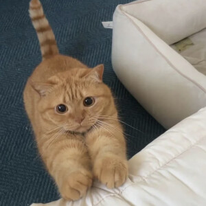 猫咪头像
