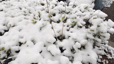 吉安冬韵：雪景美如画 风光无限美