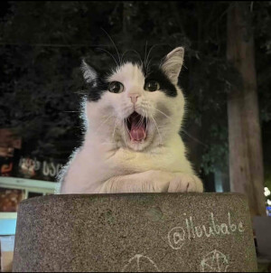 猫咪头像

