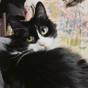 猫咪头像
