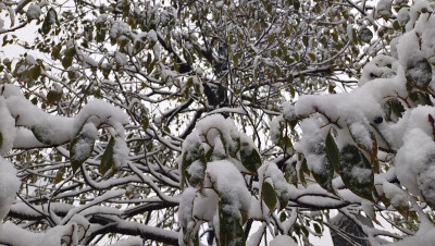 吉安冬韵：雪景美如画 风光无限美