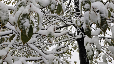 吉安冬韵：雪景美如画 风光无限美