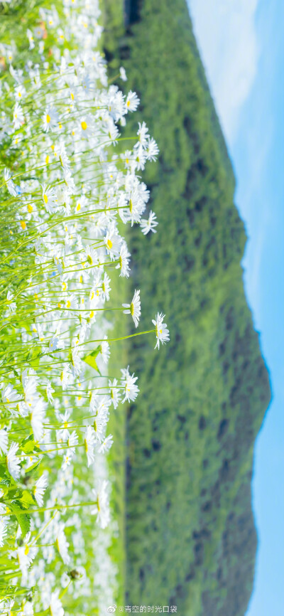 我把秘密告诉了花 花香吹遍了整个山谷 ​
摄影师@青空的时光口袋