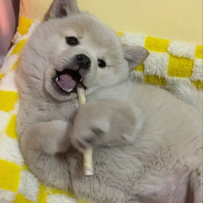 小狗头像