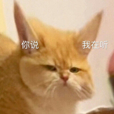 猫咪表情包