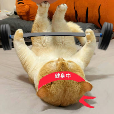 猫咪表情包