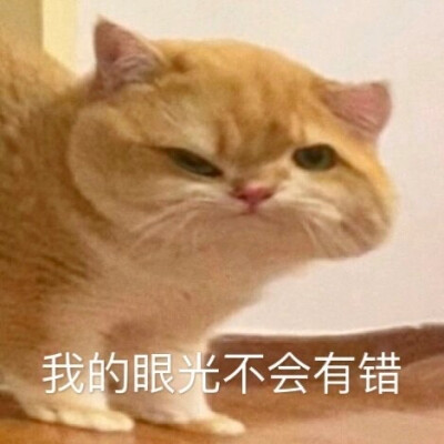 猫咪表情包