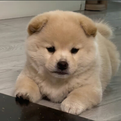 小狗头像