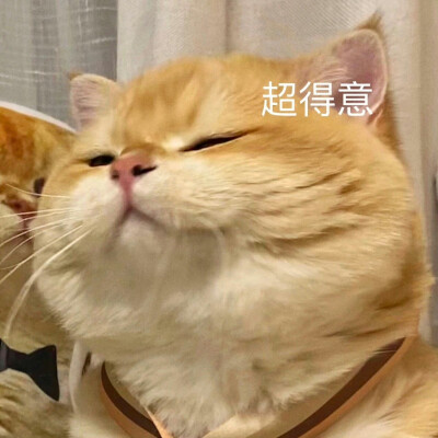 猫咪表情包