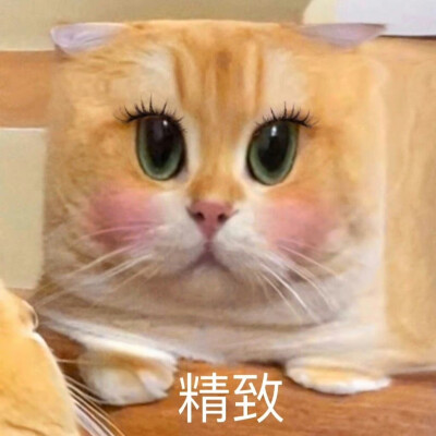 猫咪表情包