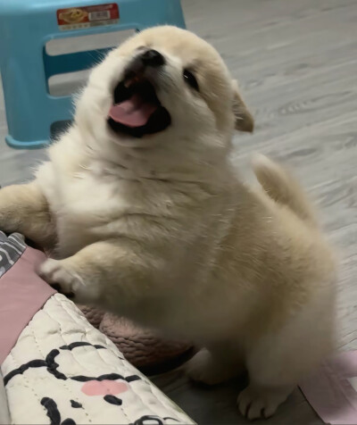 小狗头像