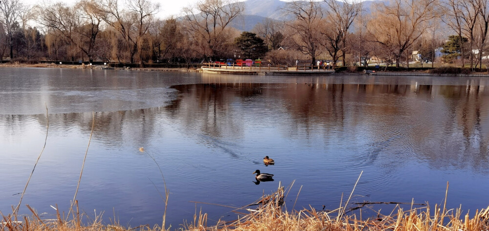 北植 澄明湖水面