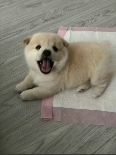 小狗头像