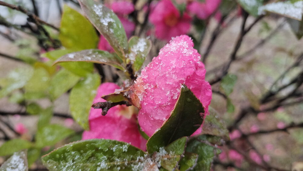 吉安冬韵：冰雪中的茶梅花欣赏