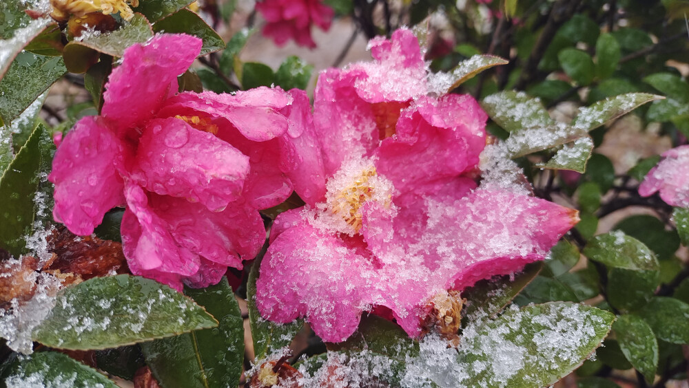 吉安冬韵：冰雪中的茶梅花欣赏