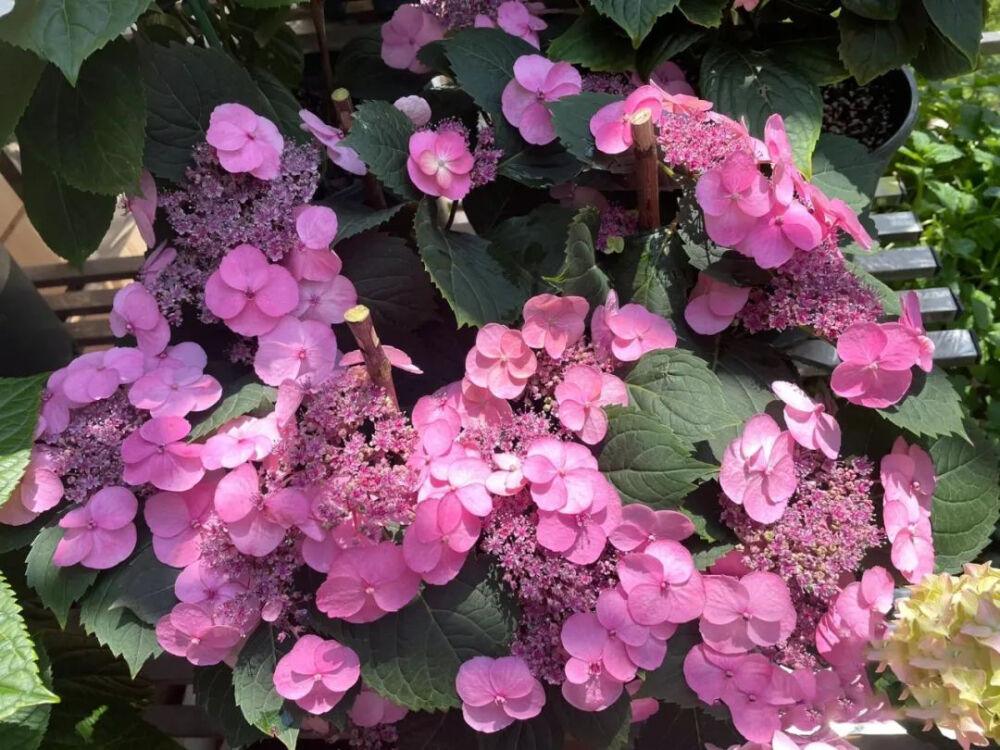 棉花糖
非常丰花，几乎没有空枝。中间的小花像晴朗的星空一样密，直立性好，可调蓝。