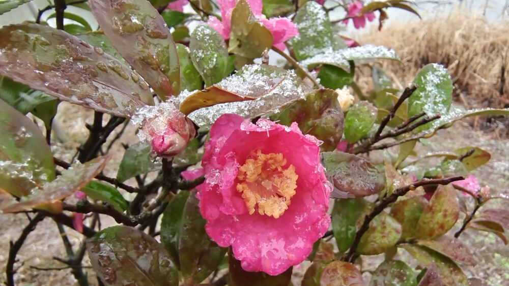 吉安冬韵：冰雪中的茶梅花欣赏