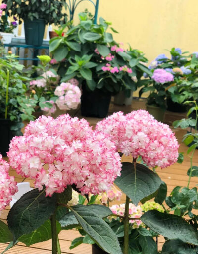 恋物语
非常仙的新晋网红，浅粉色的花边，很是提气质。
阳光下的质感如奶油冰激淋。