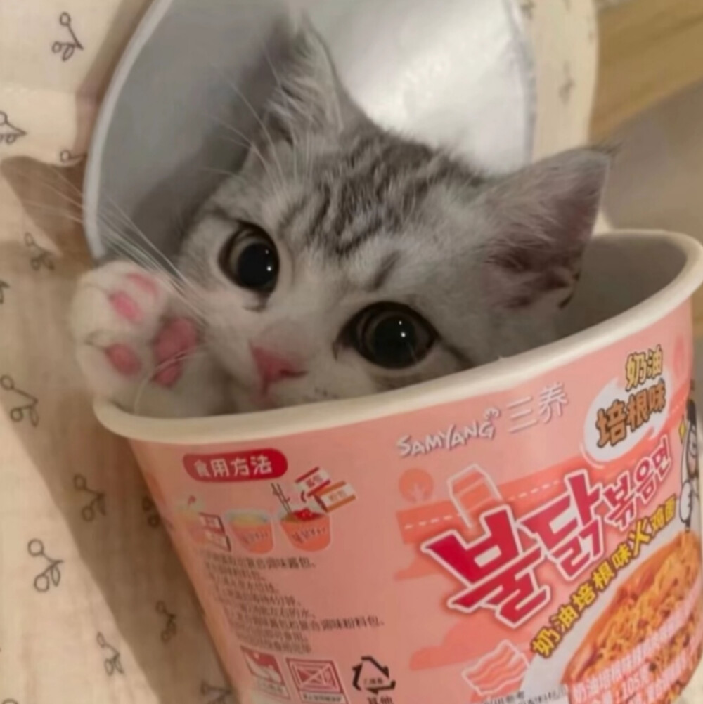 小猫