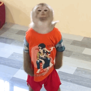 吗喽表情包 - 高清图片，堆糖，美图壁纸兴趣社区