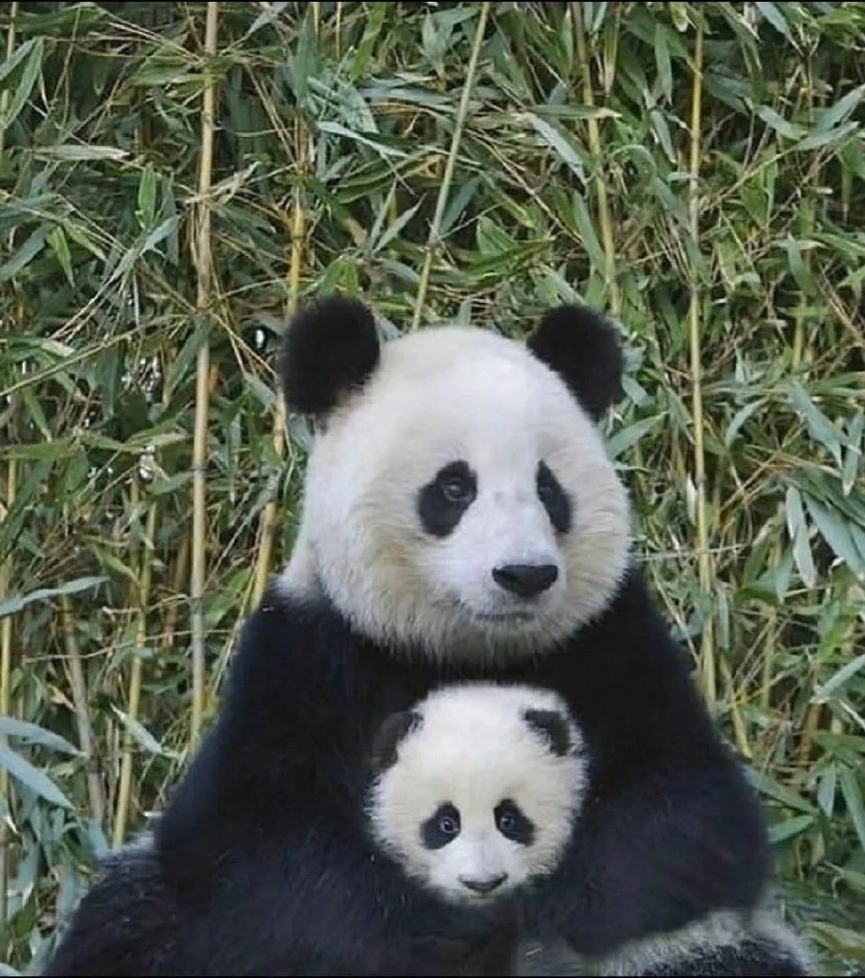 大熊猫