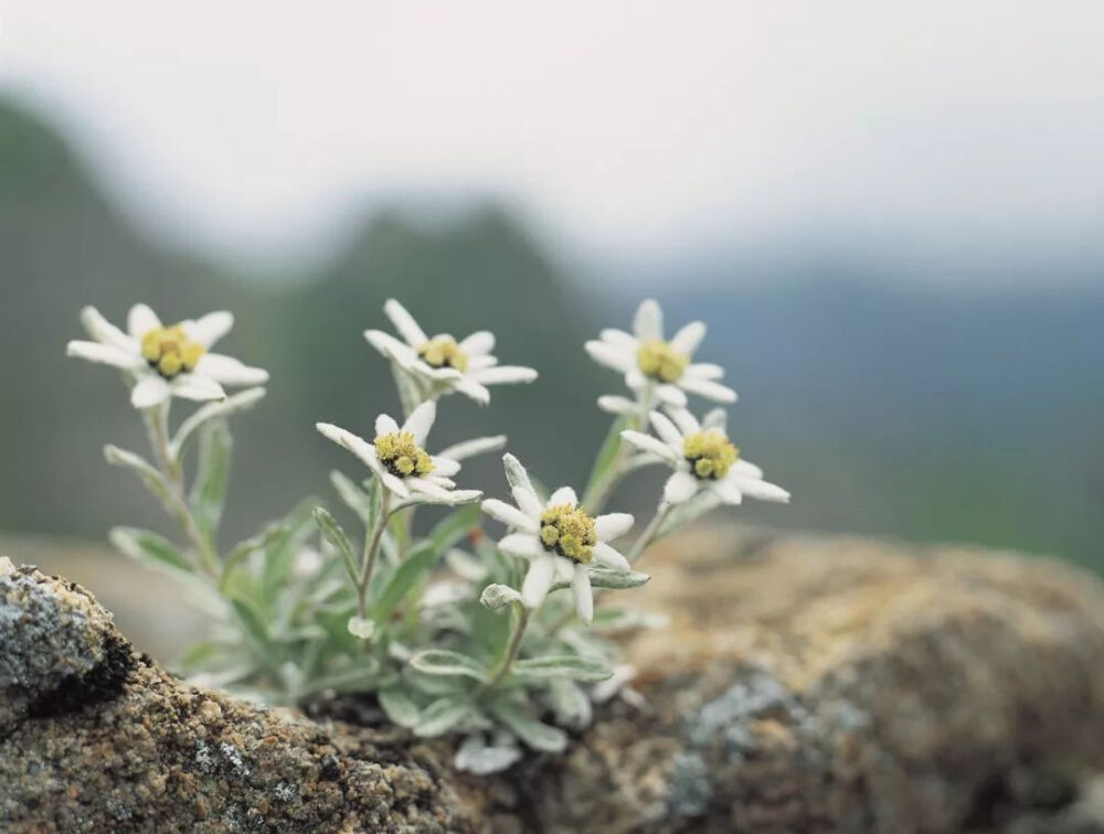 雪绒花