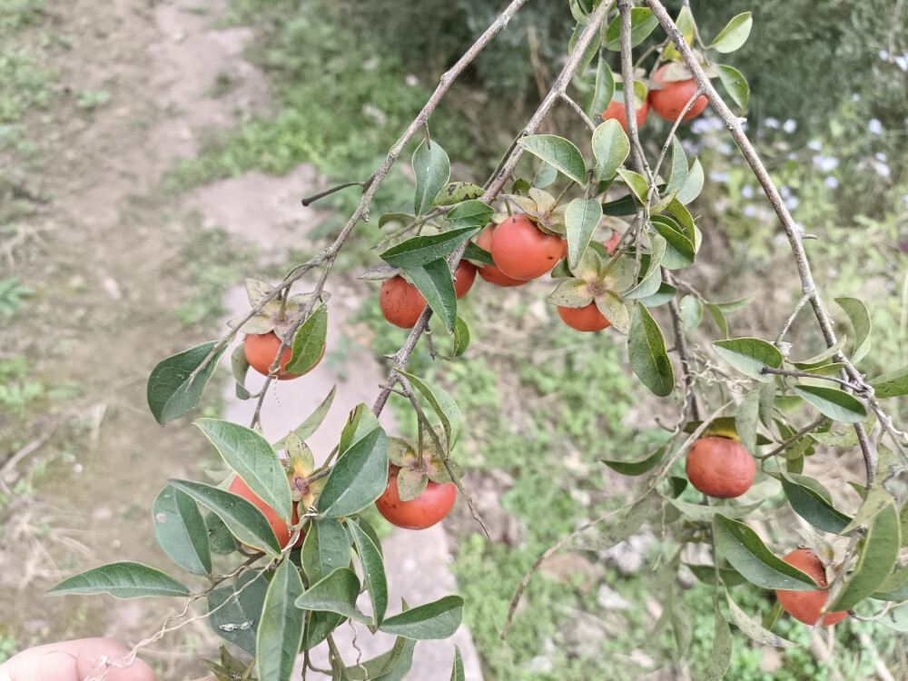 植物图片