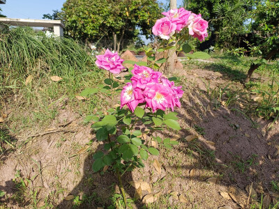 植物图片