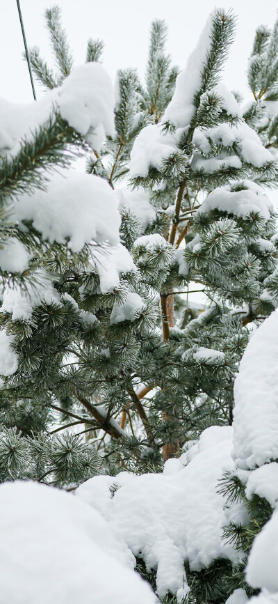 冬雪