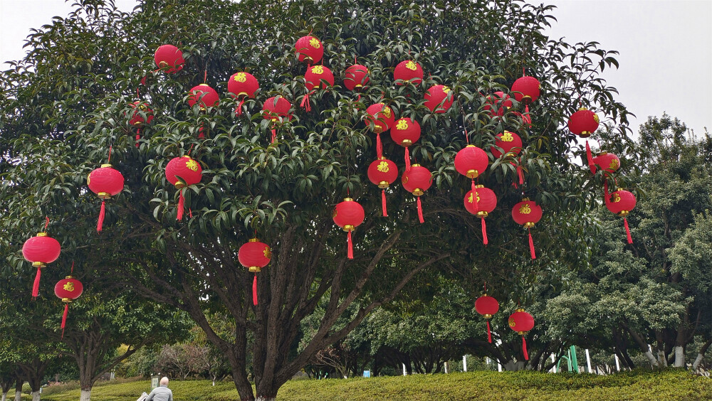 2024年2月2日，随着春节的临近，在江西吉安，各主要街道的灯杆上、两旁的行道树上，都挂上了红红的灯笼，一片喜庆氛围，年味也渐渐浓了。