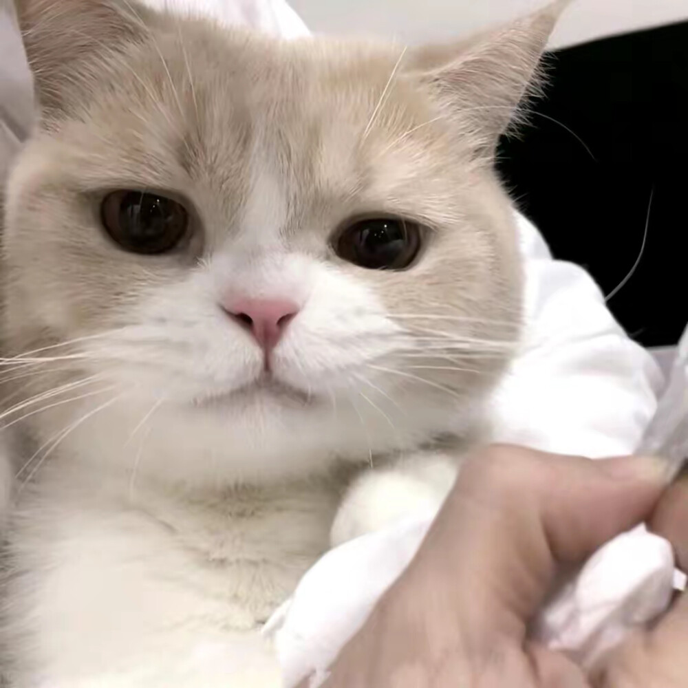 猫猫头