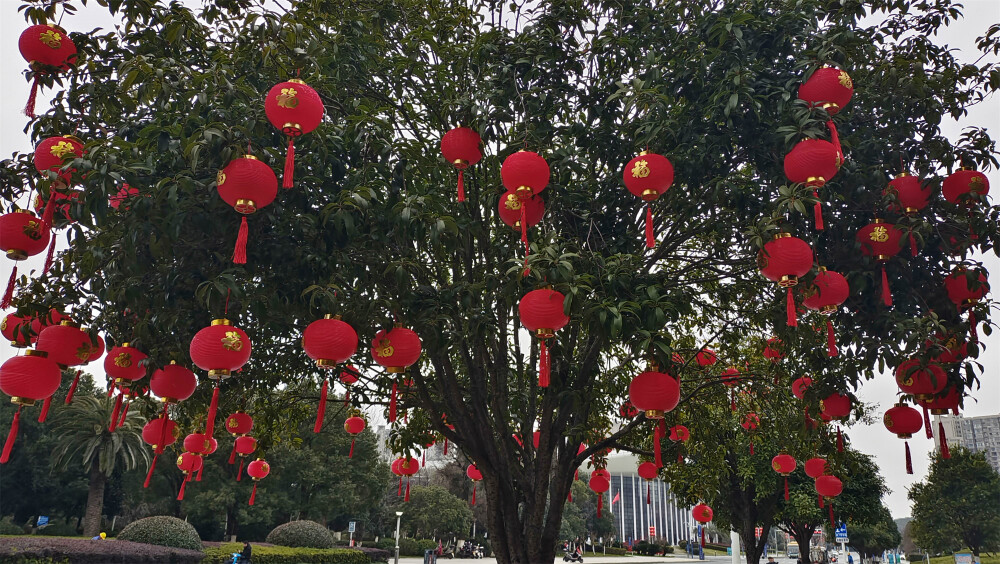 2024年2月2日，随着春节的临近，在江西吉安，各主要街道的灯杆上、两旁的行道树上，都挂上了红红的灯笼，一片喜庆氛围，年味也渐渐浓了。