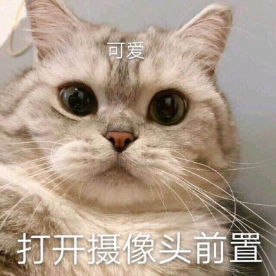 猫咪表情包